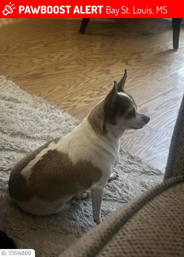 Lost Female Dog last seen 11th ave bay St. Louis ms, Bay St. Louis, MS 39520