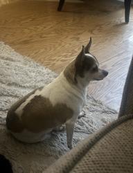 Lost Female Dog last seen 11th ave bay St. Louis ms, Bay St. Louis, MS 39520