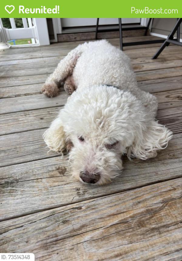 Reunited Male Dog last seen 22nd Street S and S Fern St, Arlington, VA 22202