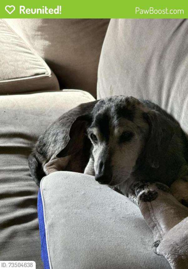 Reunited Male Dog last seen Kierra and Toledo, Sacramento, CA 95821