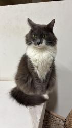 Lost Female Cat last seen Rua Antônio José Nurchis, Vila Yolanda, SP 06124-080