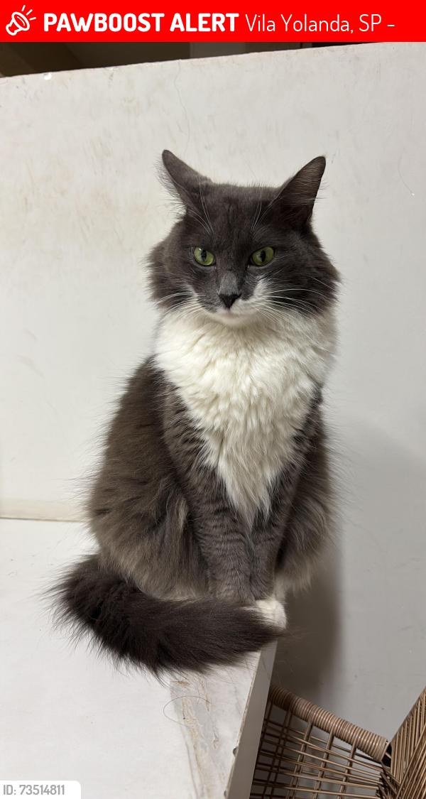 Lost Female Cat last seen Rua Antônio José Nurchis, Vila Yolanda, SP 06124-080