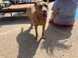 Found/Stray Female Dog last seen camden chase, Bexar County, TX 78015