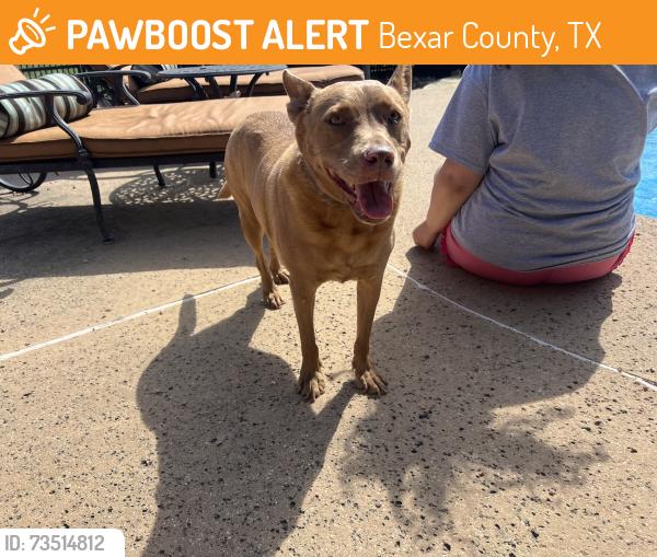 Found/Stray Female Dog last seen camden chase, Bexar County, TX 78015