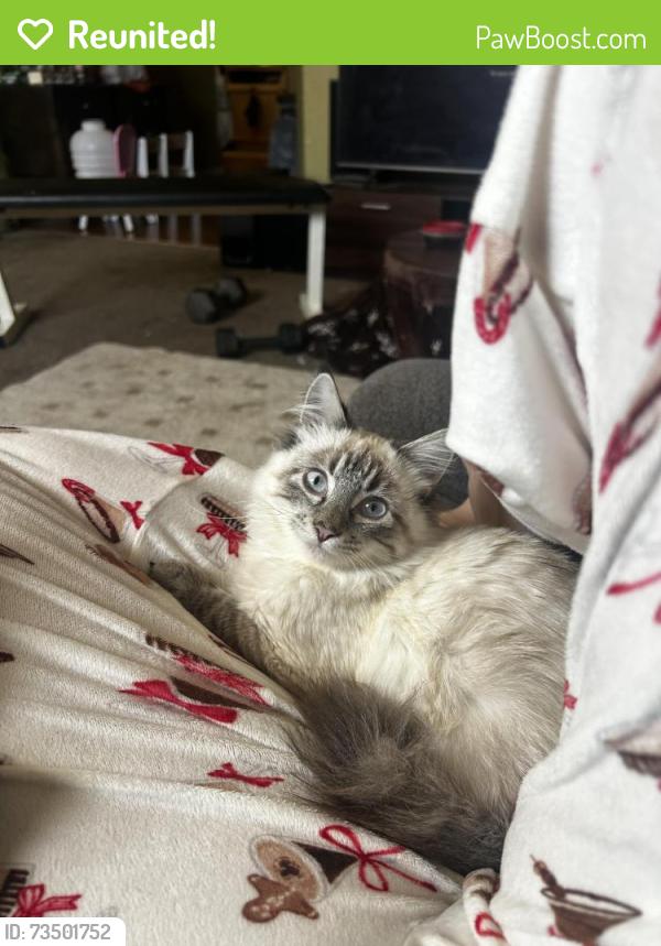 Reunited Male Cat last seen Ne chipman rd lee’s summit, Lee's Summit, MO 64086