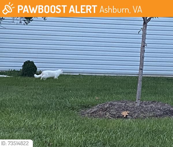 Found/Stray Unknown Cat last seen Claiborne Parkway and Hay Road, Ashburn, VA 20147