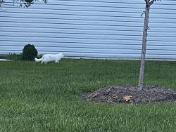 Found/Stray Unknown Cat last seen Claiborne Parkway and Hay Road, Ashburn, VA 20147