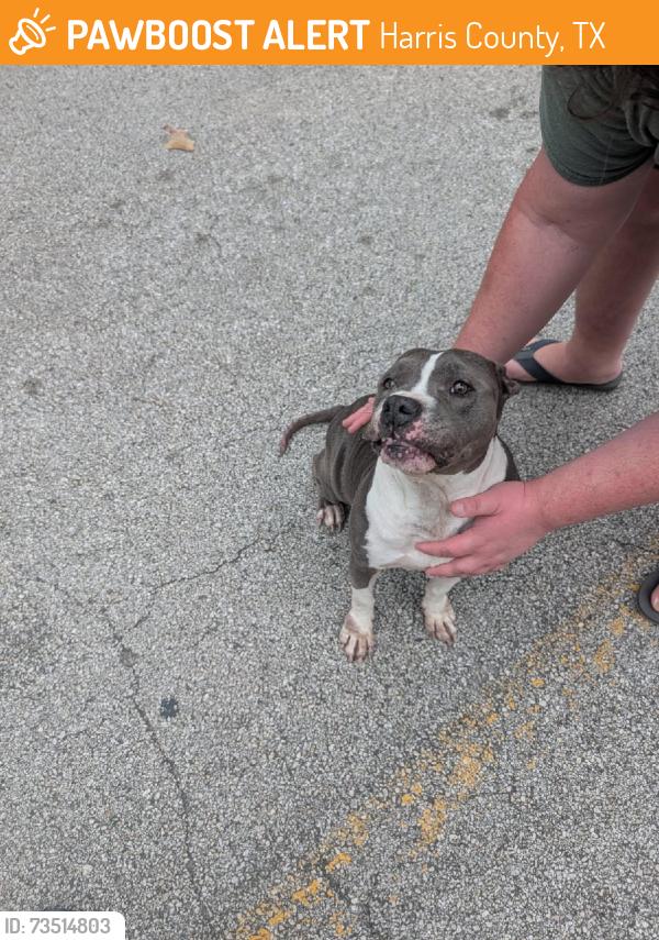 Found/Stray Female Dog last seen Oak Hill ests subdivision, Harris County, TX 77338