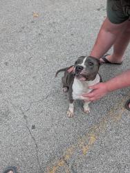 Found/Stray Female Dog last seen Oak Hill ests subdivision, Harris County, TX 77338