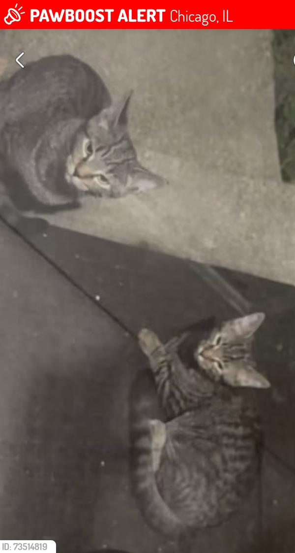 Lost Female Cat last seen 47th and Laporte, Chicago, IL 60638
