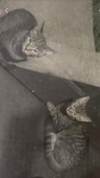 Lost Female Cat last seen 47th and Laporte, Chicago, IL 60638