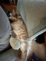 Lost Female Cat last seen Sonic drive thru, Tiger mart, Royse City, TX 75189