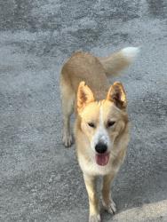 Found/Stray Male Dog last seen Sapona Manufacturing in Cedar Falls NC, Franklinville, NC 27248