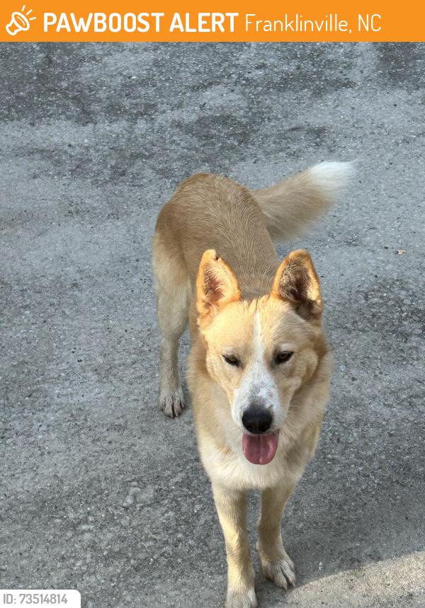 Found/Stray Male Dog last seen Sapona Manufacturing in Cedar Falls NC, Franklinville, NC 27248