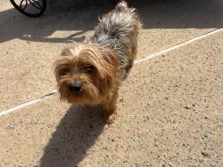Found/Stray Male Dog last seen camden chase, Bexar County, TX 78015