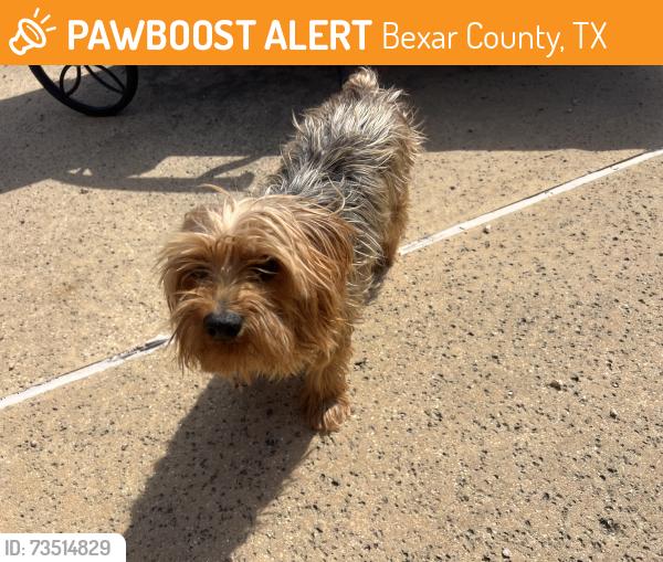 Found/Stray Male Dog last seen camden chase, Bexar County, TX 78015