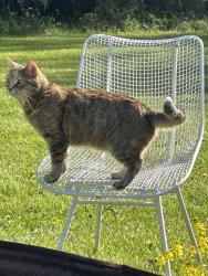 Reunited Female Cat last seen Edgewood Lane and Burns, Milford Township, MI 48381