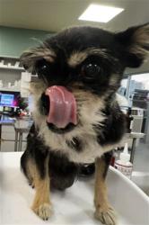 Shelter Stray Female Dog last seen STATE/RAMONA EXPS WAY, 581 S Grand Ave, San Jacinto, CA 92582, USA