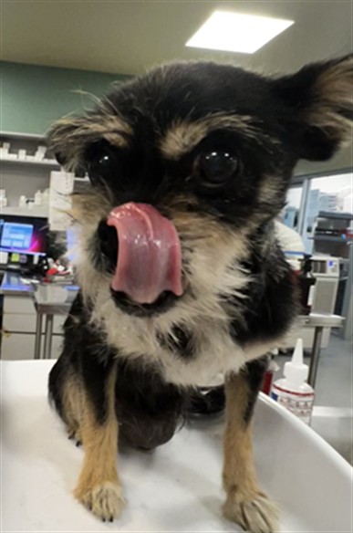 Shelter Stray Female Dog last seen STATE/RAMONA EXPS WAY, 581 S Grand Ave, San Jacinto, CA 92582, USA