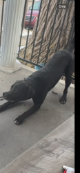 Reunited Male Dog last seen 28th Muhammad blvd, Louisville, KY 40212