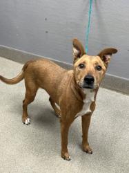 Shelter Stray Male Dog last seen N NELLIS BLVD & E CHARLESTON BLVD, 655 N Mojave Rd, Las Vegas, NV 89101, USA