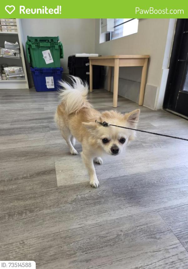 Reunited Male Dog last seen Steeles Ave E and Strawberry Hills Drive, Toronto, ON 