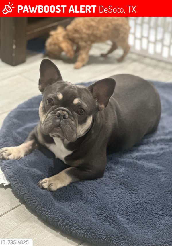 Lost Female Dog last seen Keysville & Stinnett Pl, DeSoto, TX 75115