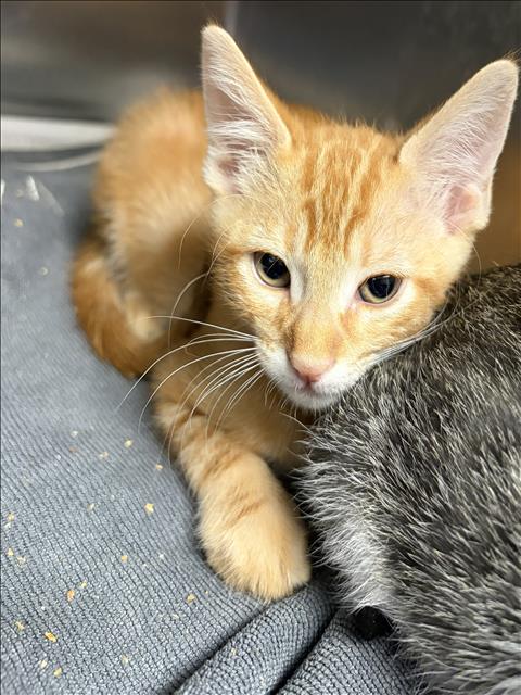 Shelter Stray Male Cat last seen , 11361 W Pico Blvd, Los Angeles, CA 90064, USA