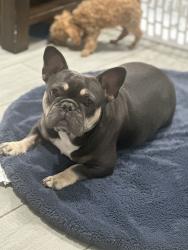 Lost Female Dog last seen Keysville & Stinnett Pl, DeSoto, TX 75115