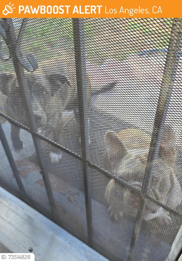 Found/Stray Unknown Dog last seen 83rd St and Harvard, Los Angeles, CA 90047