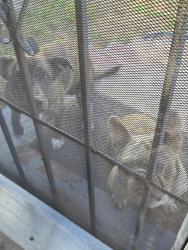 Found/Stray Unknown Dog last seen 83rd St and Harvard, Los Angeles, CA 90047