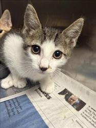 Shelter Stray Male Cat last seen , 11361 W Pico Blvd, Los Angeles, CA 90064, USA