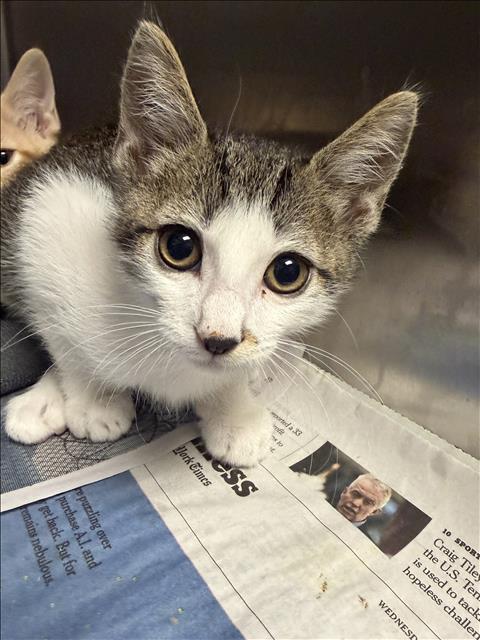 Shelter Stray Male Cat last seen , 11361 W Pico Blvd, Los Angeles, CA 90064, USA
