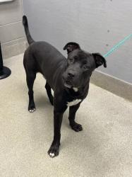 Shelter Stray Male Dog last seen Near BLOCK PYRAMID DR, LAS VEGAS NV 89107, 655 N Mojave Rd, Las Vegas, NV 89101, USA