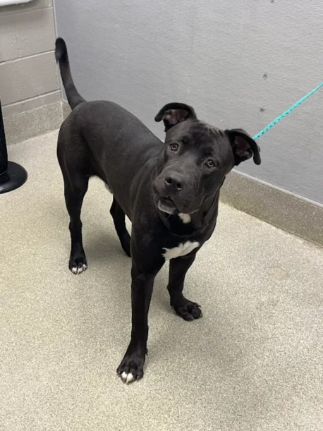 Shelter Stray Male Dog last seen Near BLOCK PYRAMID DR, LAS VEGAS NV 89107, 655 N Mojave Rd, Las Vegas, NV 89101, USA