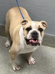 Shelter Stray Male Dog last seen Near BLOCK NATALIE AVE, LAS VEGAS NV 89121, 655 N Mojave Rd, Las Vegas, NV 89101, USA