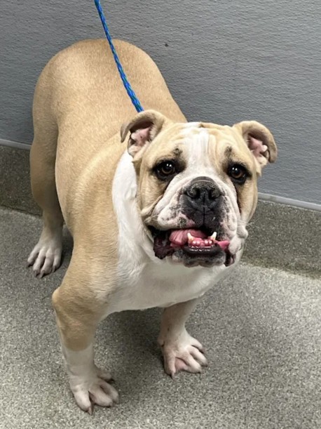Shelter Stray Male Dog last seen Near BLOCK NATALIE AVE, LAS VEGAS NV 89121, 655 N Mojave Rd, Las Vegas, NV 89101, USA