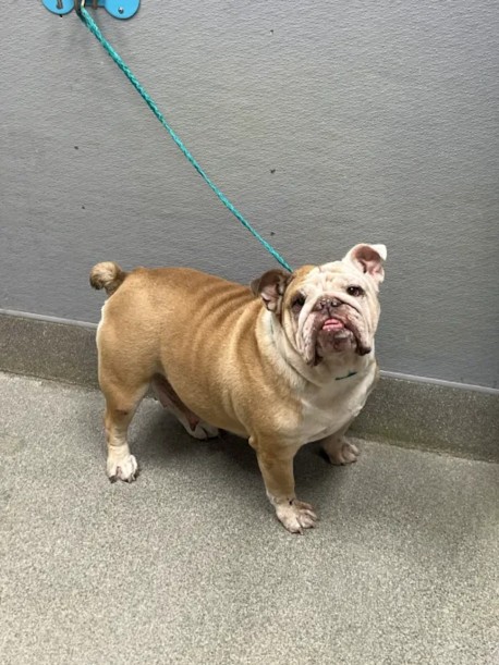 Shelter Stray Female Dog last seen Near BLOCK NATALIE AVE, LAS VEGAS NV 89121, 655 N Mojave Rd, Las Vegas, NV 89101, USA