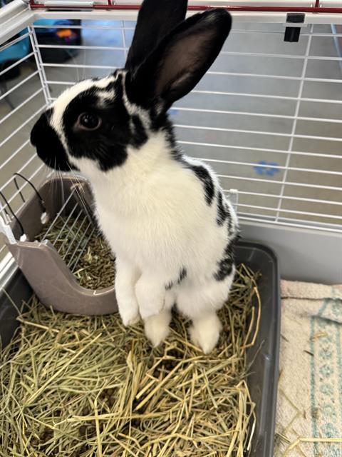 Shelter Stray Male Other last seen Near BLOCK W BRUD DR, WEST VALLEY CITY UT 84128, 4522 W 3500 S, West Valley City, UT 84120, USA