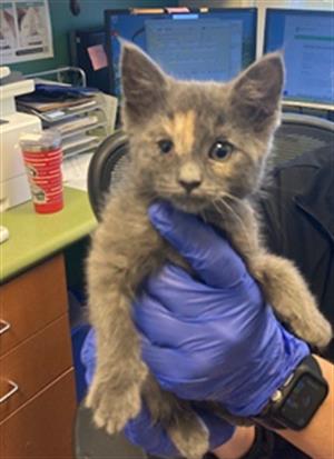 Shelter Stray Female Cat last seen Near BLOCK W WESTLAKE DR, 4522 W 3500 S, West Valley City, UT 84120, USA