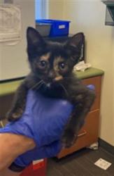 Shelter Stray Female Cat last seen Near BLOCK W WESTLAKE DR, 4522 W 3500 S, West Valley City, UT 84120, USA