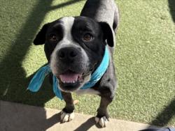 Shelter Stray Male Dog last seen , 957 N Gaffey St, San Pedro, CA 90731, USA
