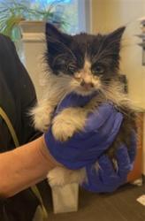 Shelter Stray Male Cat last seen Near BLOCK W WESTLAKE DR, 4522 W 3500 S, West Valley City, UT 84120, USA