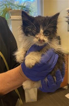 Shelter Stray Male Cat last seen Near BLOCK W WESTLAKE DR, 4522 W 3500 S, West Valley City, UT 84120, USA