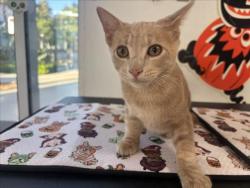 Shelter Stray Male Cat last seen , 957 N Gaffey St, San Pedro, CA 90731, USA