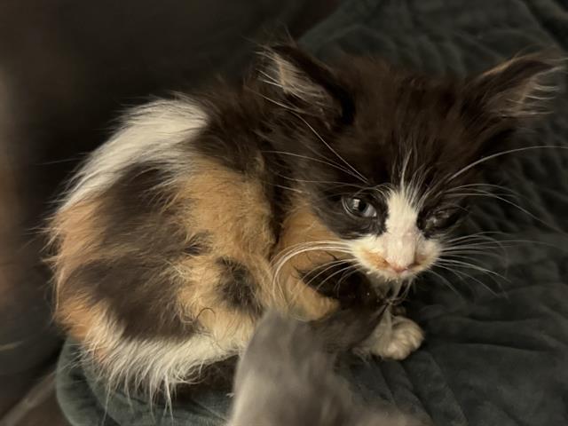 Shelter Stray Female Cat last seen Near BLOCK W WESTLAKE DR, 4522 W 3500 S, West Valley City, UT 84120, USA