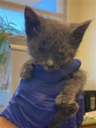 Shelter Stray Female Cat last seen Near BLOCK W WESTLAKE DR, 4522 W 3500 S, West Valley City, UT 84120, USA