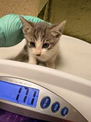 Shelter Stray Male Cat last seen Near BLOCK VAN BUREN BLVD, JURUPA VALLEY, CA, 6851 Van Buren Boulevard, Jurupa Valley, CA 92509, USA