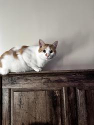 Lost Male Cat last seen In the woods . pp, Anderson, SC 29621
