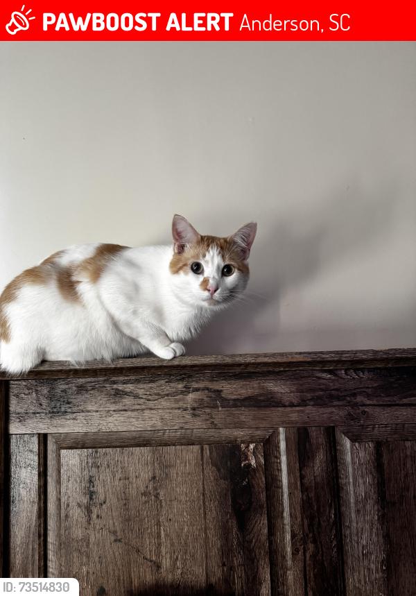 Lost Male Cat last seen In the woods . pp, Anderson, SC 29621